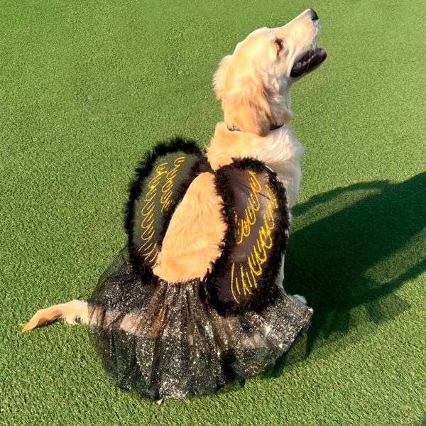 disfraz para mascotas