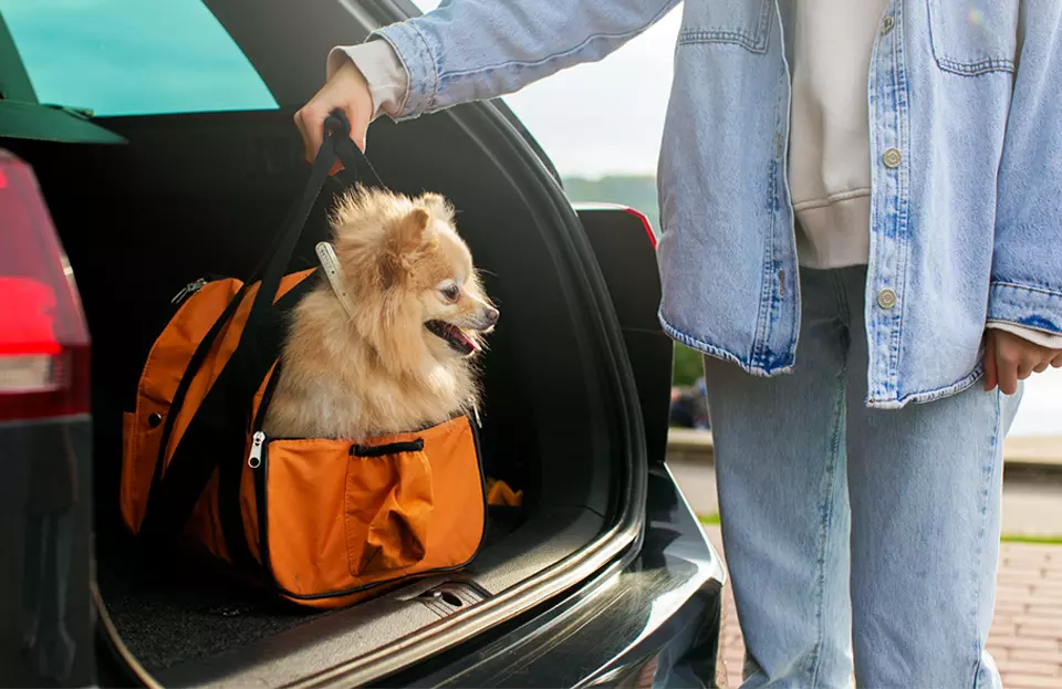 Beneficios de los Cargadores para Mascotas durante los Viajes