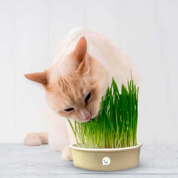 Gato comiendo hierba para gatos fresca y natural.