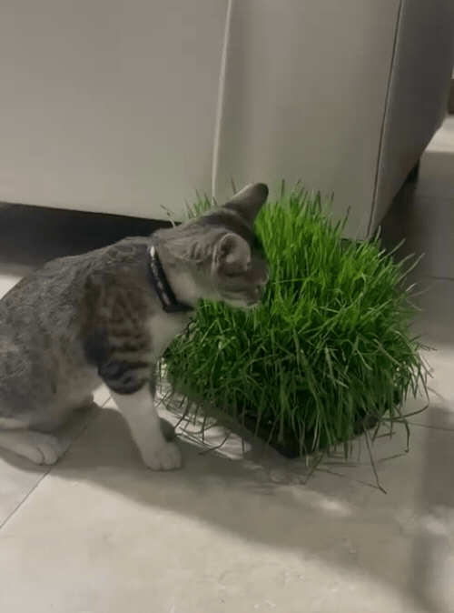 Gato disfrutando de hierba para gatos fresca y natural
