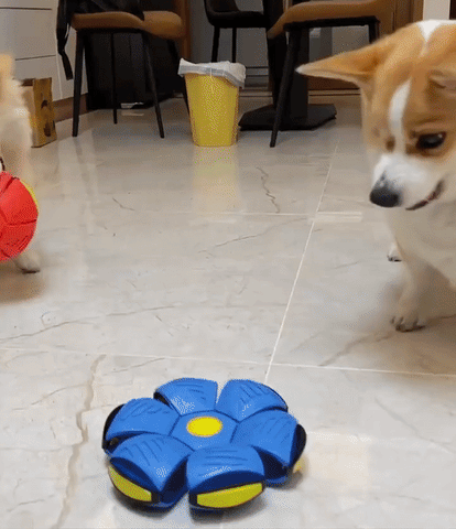 Pelota Platillo Volador