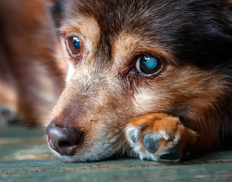 Glaucoma en mascotas: lo que tus peludos no te dicen (pero sus ojitos sí) 1 Primer plano de perro mostrando signos de glaucoma en mascotas en el ojo derecho