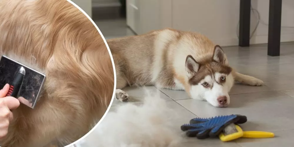 Perro siendo cepillado correctamente con técnica adecuada según su tipo de pelaje