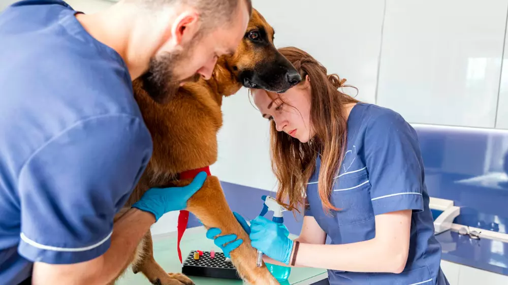 Consejos Esenciales para el Cuidado y Bienestar de tu Mascota