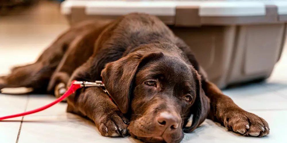 Cuándo llevar tu perro o gato al veterinario por diarrea