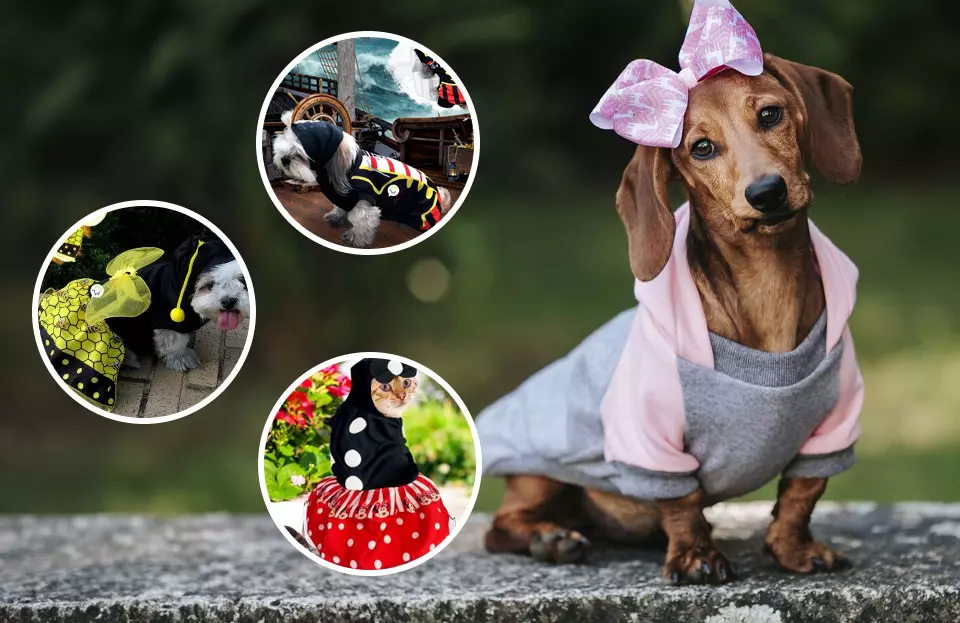 Disfraz para mascotas perros y gatos