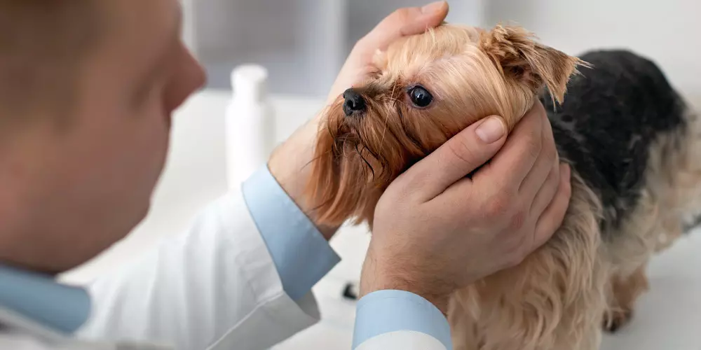 Perro con señales tempranas de glaucoma ocular