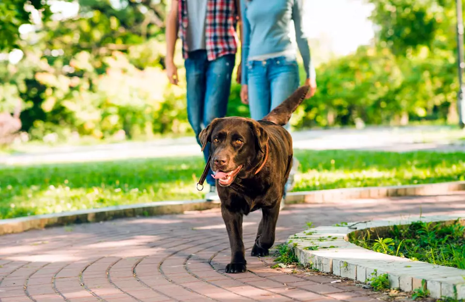 Importancia de pasear mascotas
