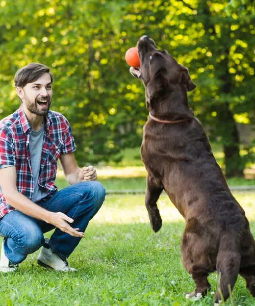Juguetes para Mascotas - Diversión y Envío Gratis en Colombia Juguetes interactivos para perros y gatos que estimulan la actividad y el bienestar
