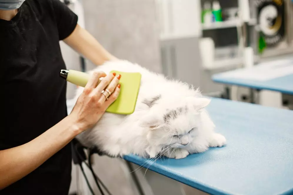 Aseo de mascotas: tips esenciales para mantener a tu peludo limpio y saludable 1 Limpieza pelaje de mascota