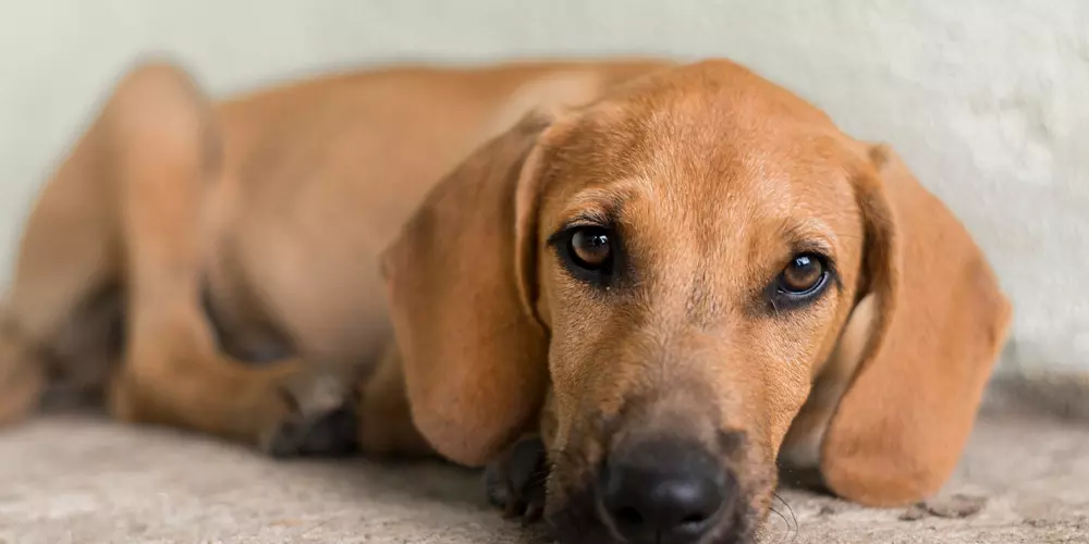 Perro con dolor fisico